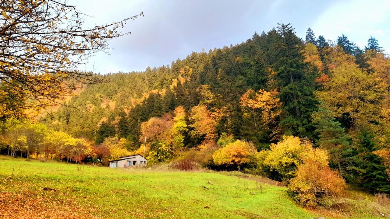 Cozy House In The Forest Bordžomi Exteriér fotografie